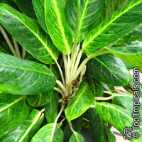 Aglaonema 'King of Siam', Aglaonema 'King of Siam'

Click to see full-size image