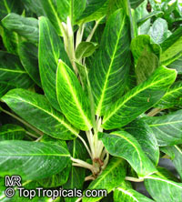 Aglaonema 'King of Siam', Aglaonema 'King of Siam'

Click to see full-size image