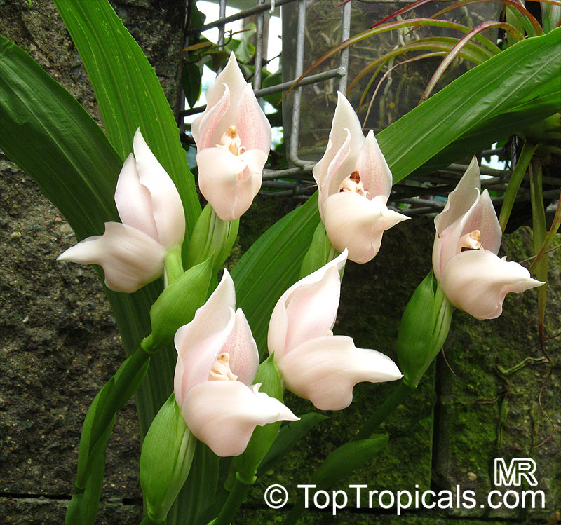 Anguloa sp., Tulip Orchid. Anguloa virginalis