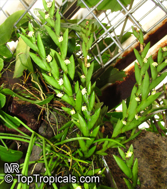 Dendrobium sp., Dendrobium Orchid. Dendrobium indivisum (Aporum indivisum)