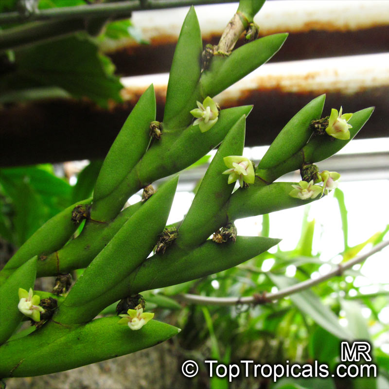 Dendrobium sp., Dendrobium Orchid. Dendrobium indivisum (Aporum indivisum)