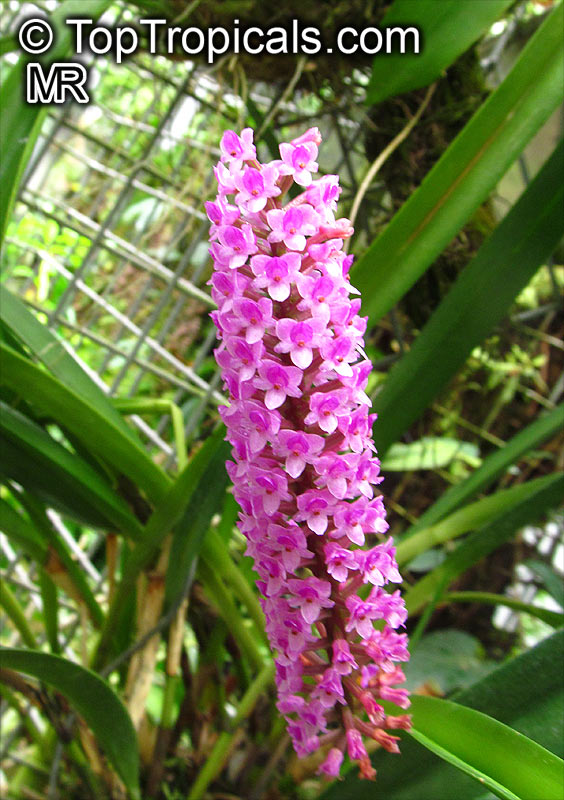 Arpophyllum giganteum, Hyacinth Orchid, Bottlebrush Orchid