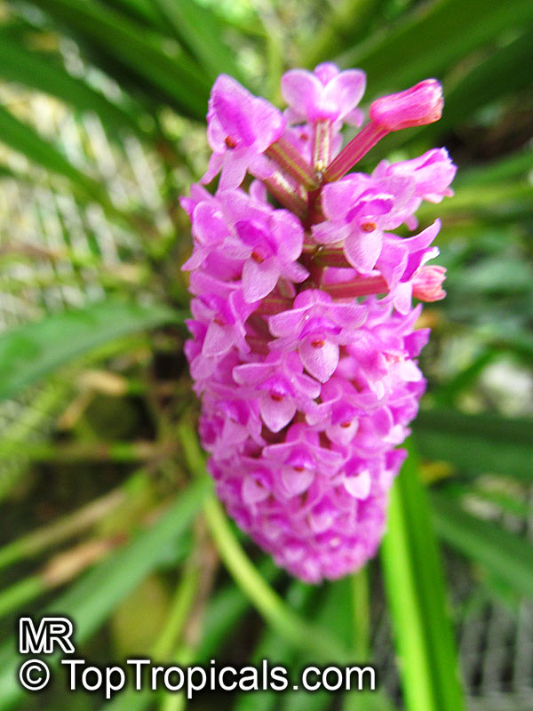 Arpophyllum giganteum, Hyacinth Orchid, Bottlebrush Orchid