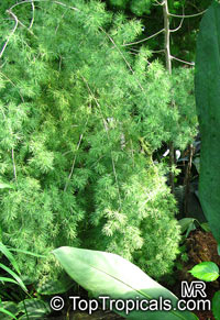 Asparagus laricinus, Protasparagus laricinus, Asparagus angolensis, Cluster-leaf Asparagus, Bergkatbos

Click to see full-size image