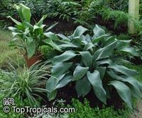 Aspidistra sp., Cast Iron Plant

Click to see full-size image