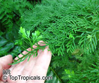 Asplenium viviparum, Asplenium daucifolium, Mother Fern

Click to see full-size image