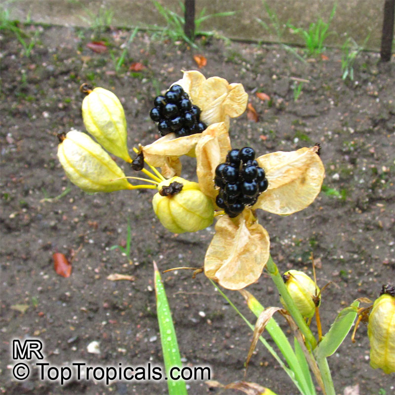 Belamcanda chinensis, Blackberry Lily