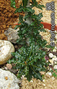 Boswellia sp., Boswellia

Click to see full-size image