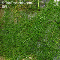 Bowiea volubilis, Schizobasopsis volubilis, Climbing Onion, Sea Onion
