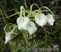 Brassavola sp., Lady of the Night

Click to see full-size image