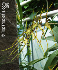 Brassia sp., Spider Orchid

Click to see full-size image