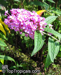 Buddleja davidii, Butterfly Bush

Click to see full-size image