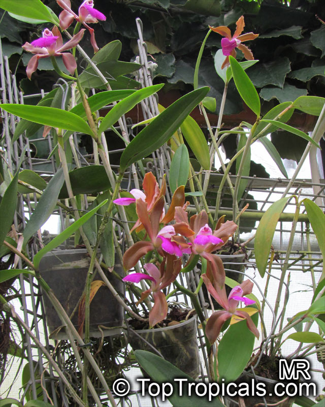 Cattleya sp., Cattleya Orchid