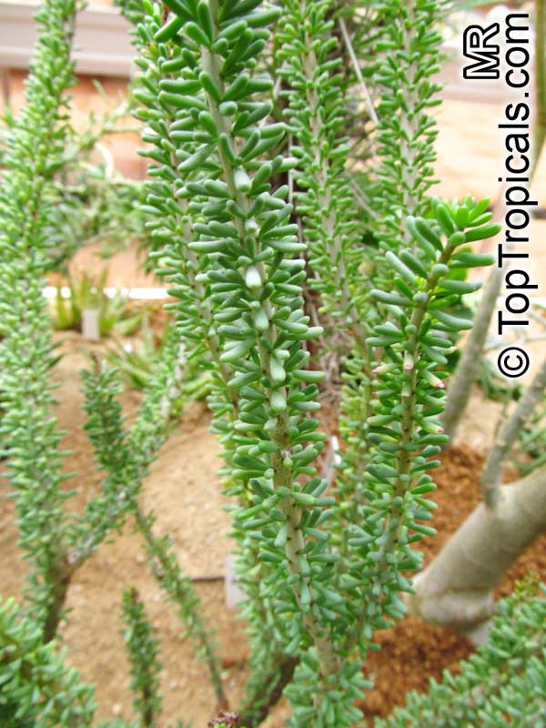 Ceraria namaquensis, Portulacaria namaquensis, Namaqualand Ceraria, False Portulacaria, Namaqua Porkbush