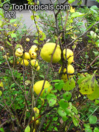 Chaenomeles sp., Flowering quince, Dwarf quince

Click to see full-size image