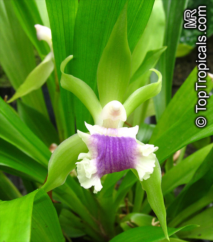 Cochleanthes aromatica, Zygopetalum aromaticum , Cochleanthes