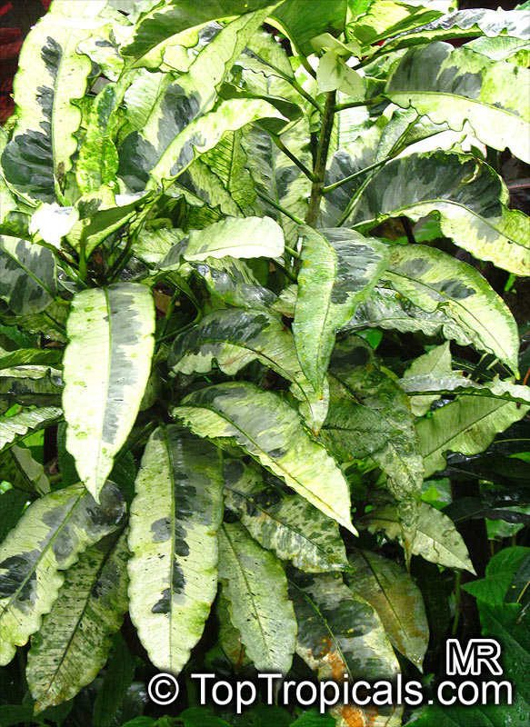 Codiaeum variegatum, Croton. Croton 'Andrew'