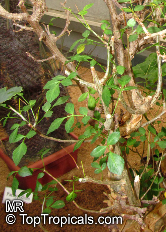 Commiphora sp., Commiphora, Velvet(-leaved) Corkwood.
