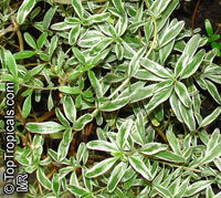 Coprosma kirkii, Mirror Plant

Click to see full-size image