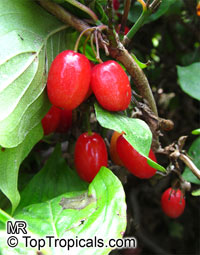 Cornus mas, Cornelian Cherry Dogwood

Click to see full-size image