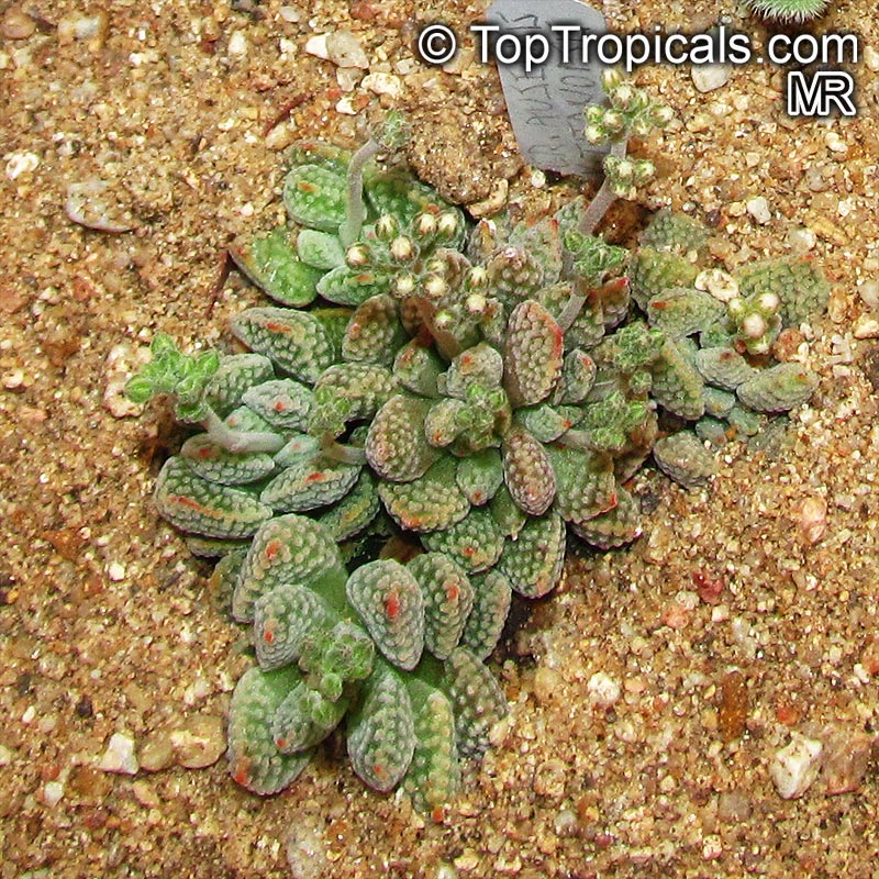 Crassula sp., Crassula. Crassula ausensis ssp. titanopsis