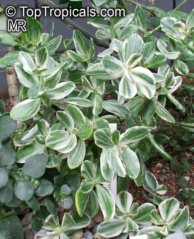 Crassula ovata, Crassula argentea, Crassula portulacea, Crassula obliqua, Jade Plant, Dollar Plant, Money Tree