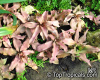 Cryptanthus sp., Cryptanthus, Bromeliad

Click to see full-size image