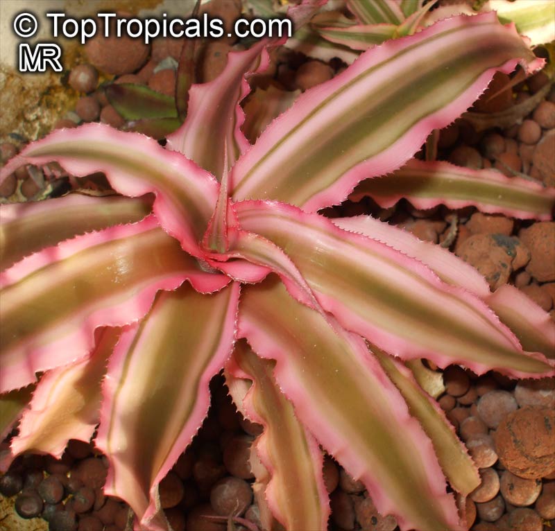 Cryptanthus sp., Cryptanthus, Bromeliad. Cryptanthus bivittatus 'Pink Star'
