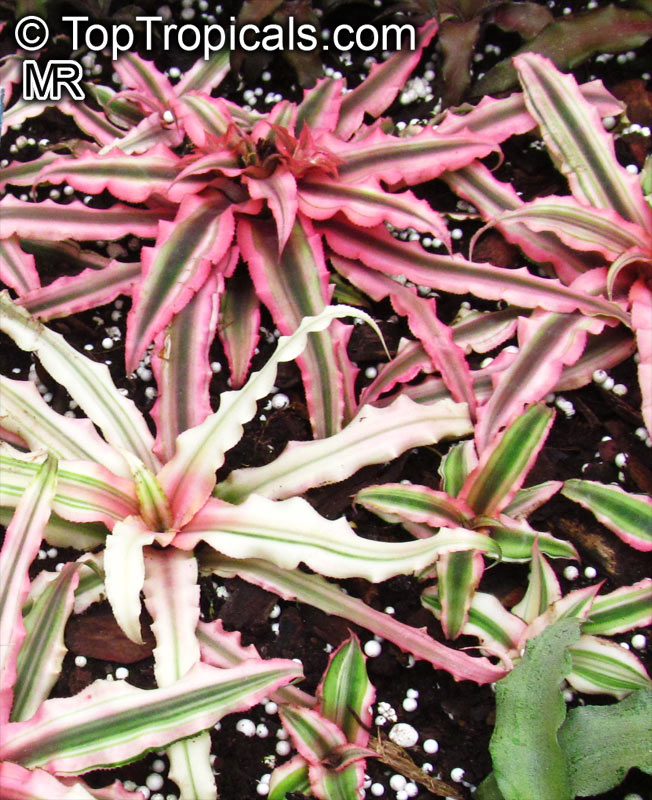 Cryptanthus sp., Cryptanthus, Bromeliad. Cryptanthus bivittatus 'Pink Star'