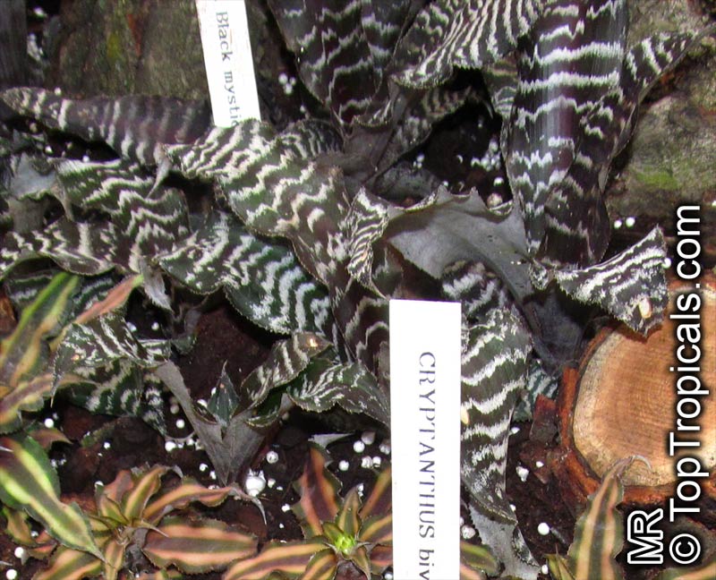 Cryptanthus sp., Cryptanthus, Bromeliad