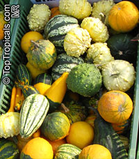 Cucurbita pepo, Pumpkin, Scallop, Zucchini, Ornamental gourds

Click to see full-size image