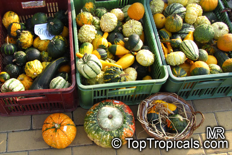Cucurbita pepo, Pumpkin, Scallop, Zucchini, Ornamental gourds. Ornamental gourds
