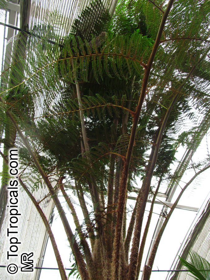 Cyathea cooperi, Sphaeropteris cooperi, Australian Tree fern, Hapuu Fern