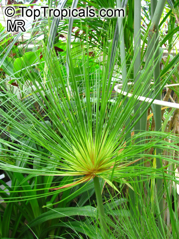 Cyperus papyrus, Papyrus, Paper Reed, Nile Grass