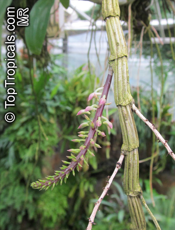 Dendrobium sp., Dendrobium Orchid. Dendrobium secundum