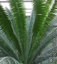 Dioon spinulosum, Giant Dioon, Gum Palm

Click to see full-size image