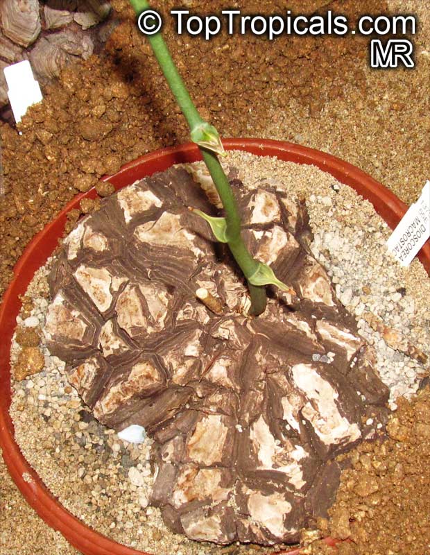 Dioscorea sp., Yam. Dioscorea mexicana