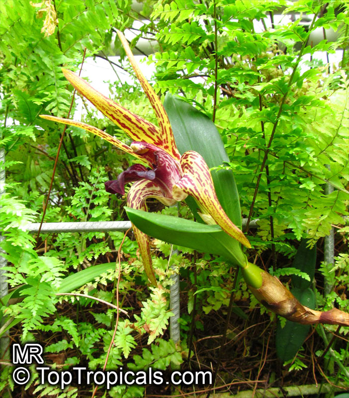 Dendrobium sp., Dendrobium Orchid. Dendrobium amplum (Epigeneium amplum)
