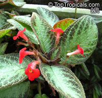 Episcia cupreata, Flame Violet

Click to see full-size image