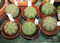 Euphorbia obesa, Baseball Plant

Click to see full-size image