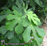 Ficus carica, Fig Tree, Brevo

Click to see full-size image