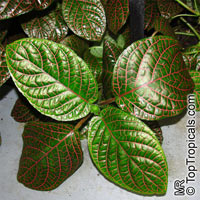 Fittonia albivenis, Fittonia verschaffeltii, Mosaic Plant, Nerve Plant, Painted Net Leaf

Click to see full-size image