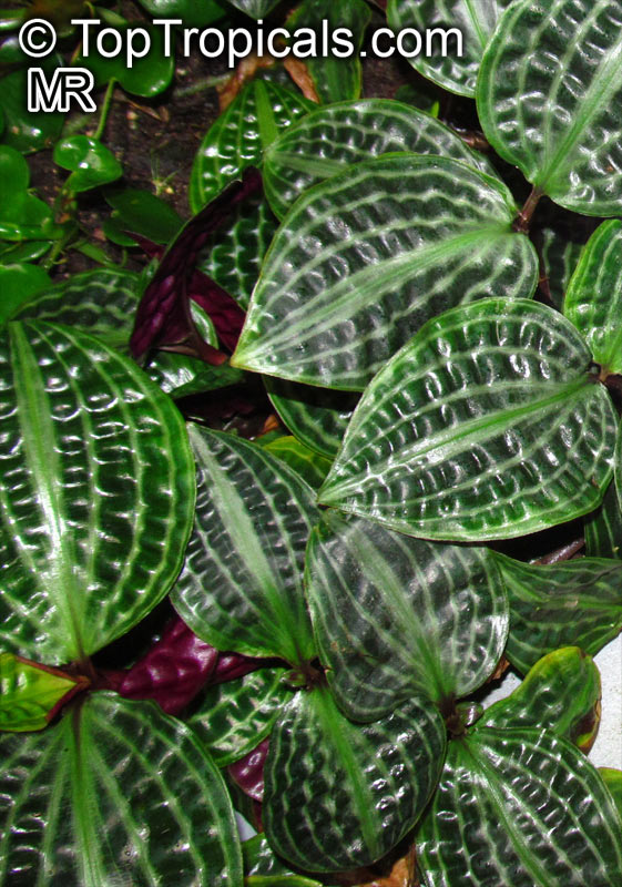 Geogenanthus poeppigii, Geogenanthus undatus, Seersucker Plant
