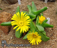 Glottiphyllum sp., Tongue Plant

Click to see full-size image