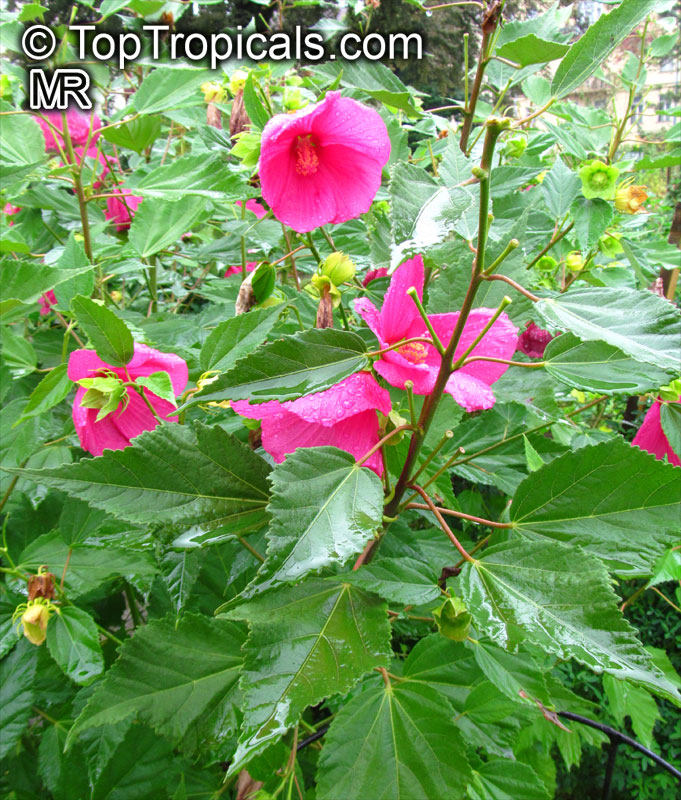 Hibiscus moscheutos, Swamp-rose Mallow, Hardy Hibiscus, Crimsoneyed Rosemallow, Rose Mallow, Swamp Mallow