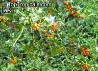 Ilex aquifolium , Holly, European Holly 

Click to see full-size image