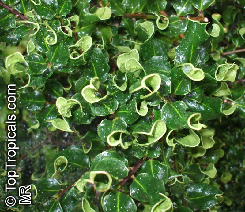 Ilex aquifolium , European Holly . Ilex aquifolium 'Crispa'