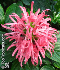 Justicia carnea - Pink Brazilian Plume, Jacobinia

Click to see full-size image