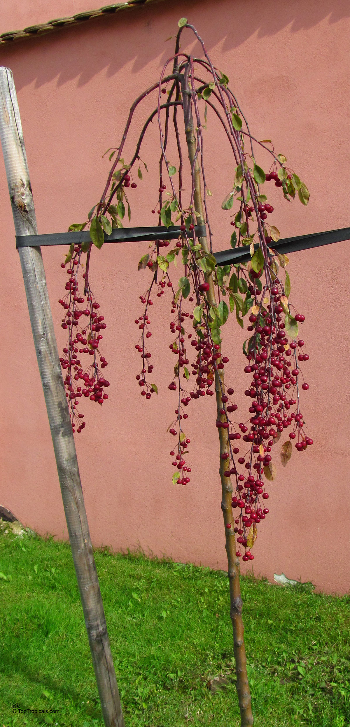 Malus sp., Apple Malus sp., Apple