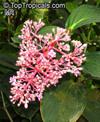 Medinilla speciosa, Showy melastome

Click to see full-size image